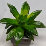 Haworthia Seedling MS159 Springbok Kegazato - 8