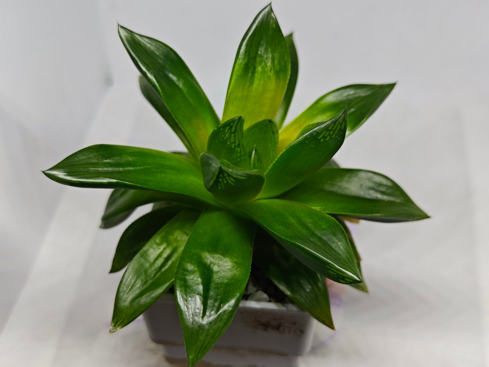 Haworthia Seedling MS159 Springbok Kegazato - 8