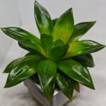 Haworthia Seedling MS159 Springbok Kegazato - 9