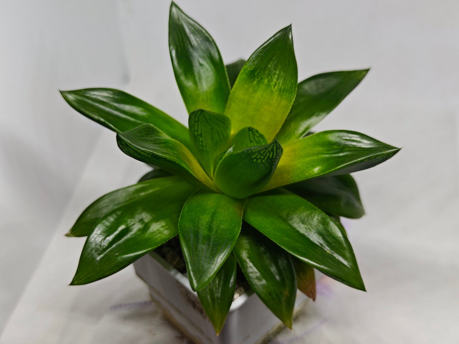 Haworthia Seedling MS159 Springbok Kegazato - 9