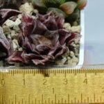 Haworthia Seedling Akebono Var x Mirror Ball Var S097 - 1