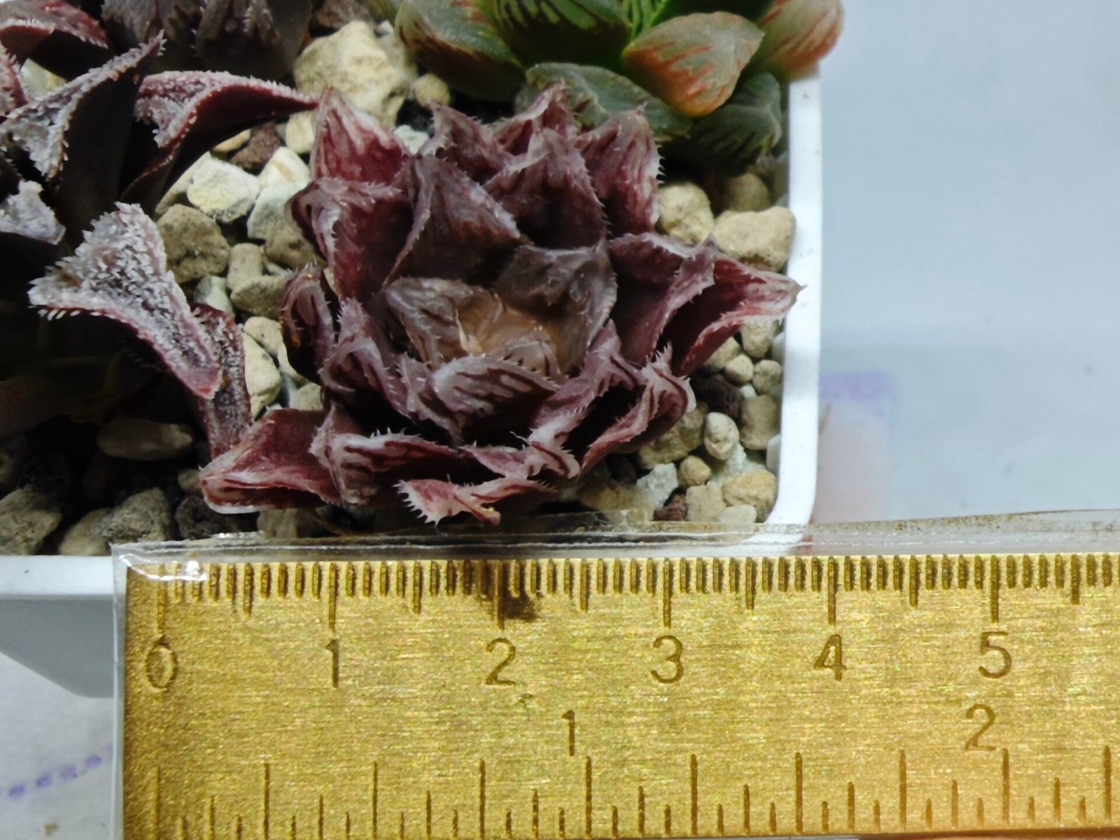Haworthia Seedling Akebono Var x Mirror Ball Var S097 - 1
