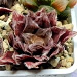Haworthia Seedling Akebono Var x Mirror Ball Var S097 - 2