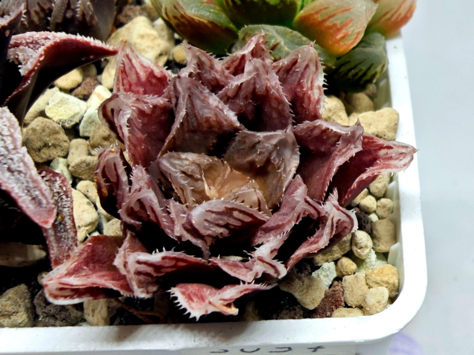 Haworthia Seedling Akebono Var x Mirror Ball Var S097 - 2