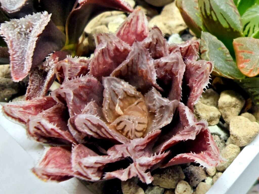 Haworthia Seedling Akebono Var x Mirror Ball Var S097 - 3