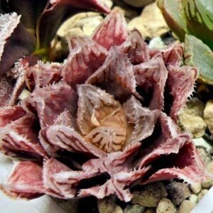 Haworthia Seedling Akebono Var x Mirror Ball Var S097 - 3