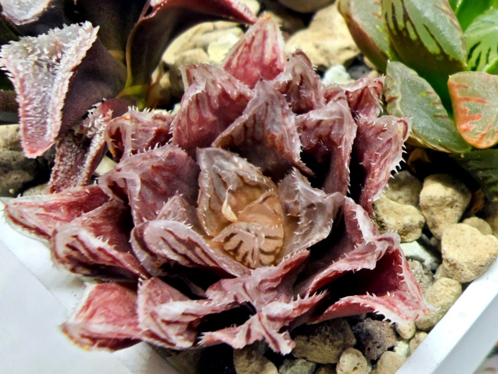 Haworthia Seedling Akebono Var x Mirror Ball Var S097 - 3