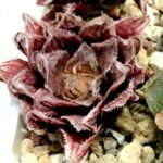 Haworthia Seedling Akebono Var x Mirror Ball Var S097 - 4
