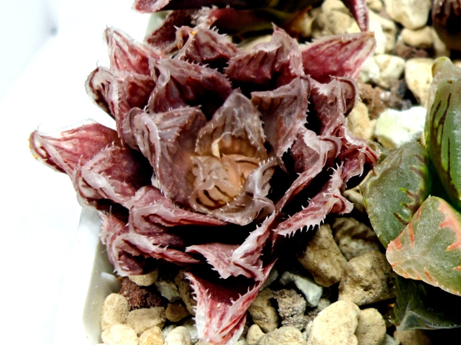 Haworthia Seedling Akebono Var x Mirror Ball Var S097 - 4