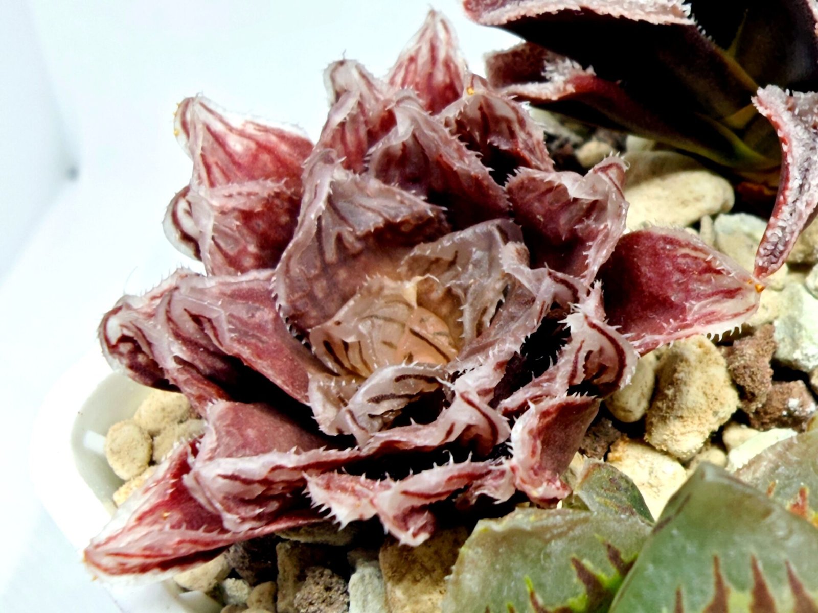 Haworthia Seedling Akebono Var x Mirror Ball Var S097 - 5