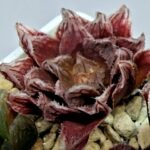 Haworthia Seedling Akebono Var x Mirror Ball Var S097 - 7