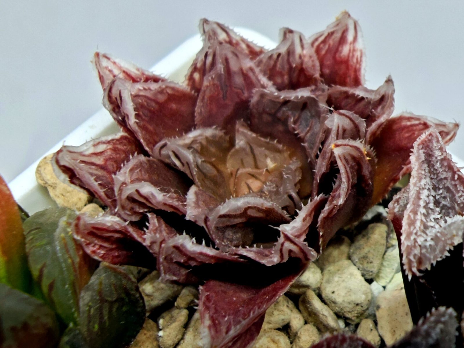 Haworthia Seedling Akebono Var x Mirror Ball Var S097 - 7