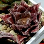 Haworthia Seedling Akebono Var x Mirror Ball Var S097 - 9