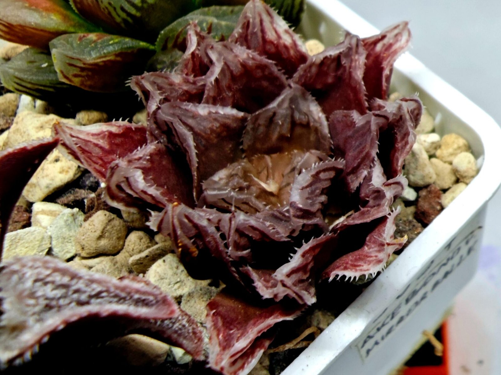 Haworthia Seedling Akebono Var x Mirror Ball Var S097 - 9