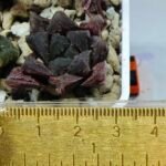 Haworthia Seedling Akebono Var x Mirror Ball Var S099 - 1