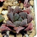 Haworthia Seedling Akebono Var x Mirror Ball Var S099 - 2