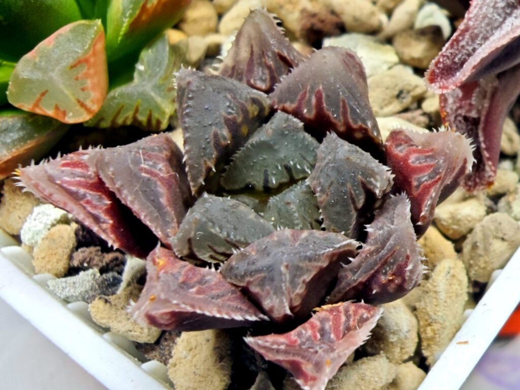 Home 4 Haworthia Seedling Akebono Var x Mirror Ball Var S099 - 3