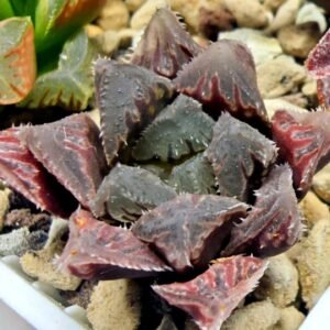 Haworthia Seedling Akebono Var x Mirror Ball Var S099 - 3