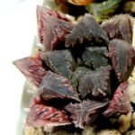 Haworthia Seedling Akebono Var x Mirror Ball Var S099 - 4