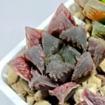 Haworthia Seedling Akebono Var x Mirror Ball Var S099 - 5