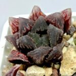 Haworthia Seedling Akebono Var x Mirror Ball Var S099 - 6