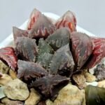 Haworthia Seedling Akebono Var x Mirror Ball Var S099 - 7