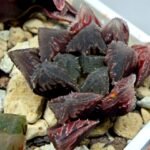 Haworthia Seedling Akebono Var x Mirror Ball Var S099 - 9
