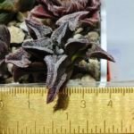 Haworthia Seedling S100 Pygmaea - 1