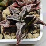Haworthia Seedling S100 Pygmaea - 2