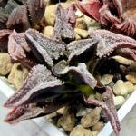 Haworthia Seedling S100 Pygmaea - 3