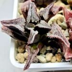 Haworthia Seedling S100 Pygmaea - 4