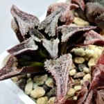 Haworthia Seedling S100 Pygmaea - 5