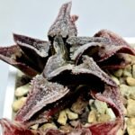 Haworthia Seedling S100 Pygmaea - 6