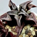 Haworthia Seedling S100 Pygmaea - 7
