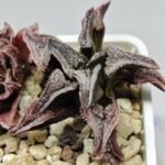 Haworthia Seedling S100 Pygmaea - 8