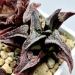 Haworthia Seedling S100 Pygmaea - 9