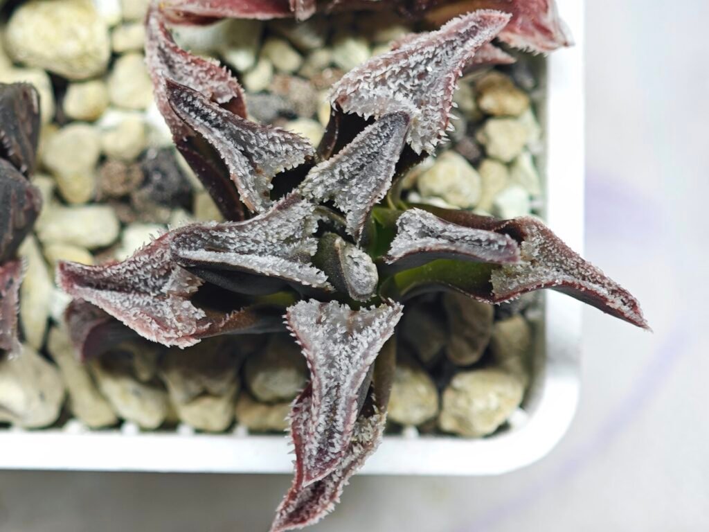 Haworthia Seedling S100 Pygmaea - 10