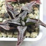Haworthia Seedling S100 Pygmaea - 10