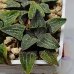 Haworthia Seedling Pygmaea x Argenteo-Maculosa Humor S104 - 9