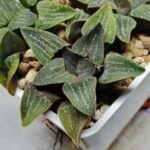 Haworthia Seedling Pygmaea x Argenteo-Maculosa Humor S104 - 1