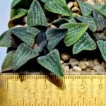 Haworthia Seedling Pygmaea x Argenteo-Maculosa Humor S104 - 2