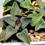 Haworthia Seedling Pygmaea x Argenteo-Maculosa Humor S104 - 3