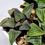 Haworthia Seedling Pygmaea x Argenteo-Maculosa Humor S104 - 4