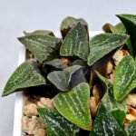 Haworthia Seedling Pygmaea x Argenteo-Maculosa Humor S104 - 5