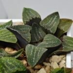 Haworthia Seedling Pygmaea x Argenteo-Maculosa Humor S104 - 6