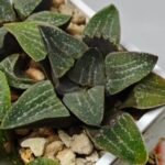Haworthia Seedling Pygmaea x Argenteo-Maculosa Humor S104 - 7