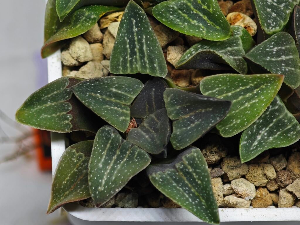 Home 9 Haworthia Seedling Pygmaea x Argenteo-Maculosa Humor S104 - 8
