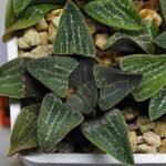 Haworthia Seedling Pygmaea x Argenteo-Maculosa Humor S104 - 8