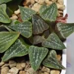 Haworthia Seedling Pygmaea x Argenteo-Maculosa Humor S105 - 1