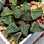 Haworthia Seedling Pygmaea x Argenteo-Maculosa Humor S105 - 2